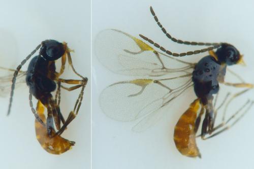 Adialytus ambiguus
